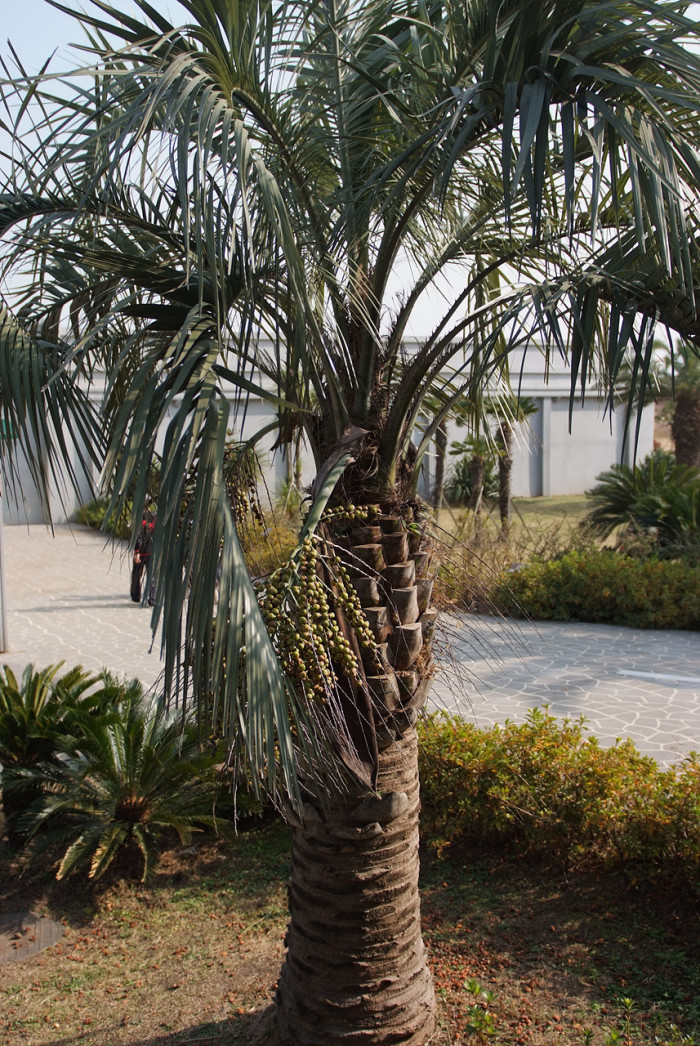 뷰티아야자 - Jelly palm, Butia odorata (Barb.Rodr.) Noblick