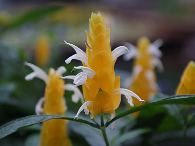 노란새우꽃 사진 - Pachystachys lutea Nees Photos