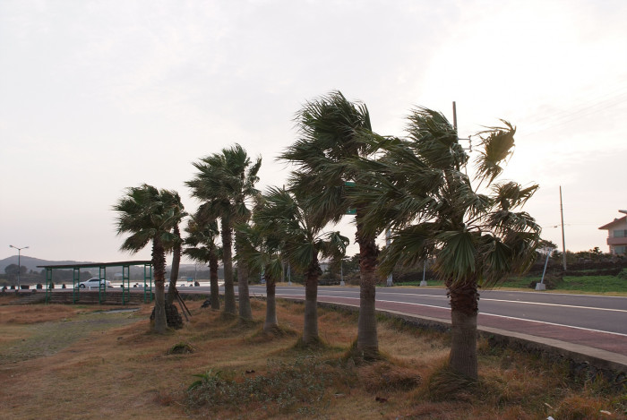 워싱턴야자 - Washington palm, California Fan Palm, Washingtonia filifera