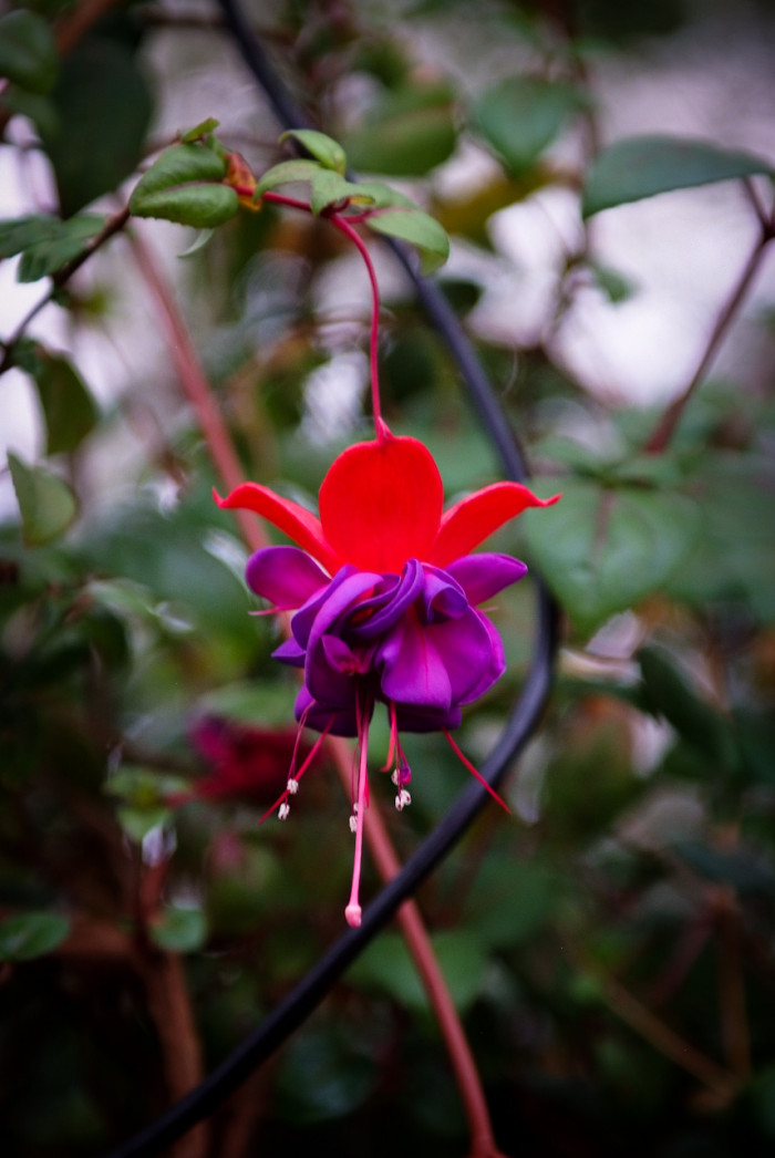 후쿠시아 - Common garden fuchsia, Fuchsia spp.