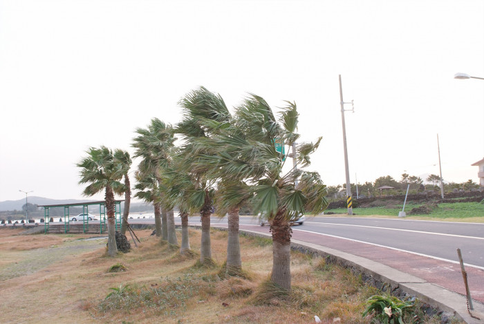 워싱턴야자 - Washington palm, California Fan Palm, Washingtonia filifera