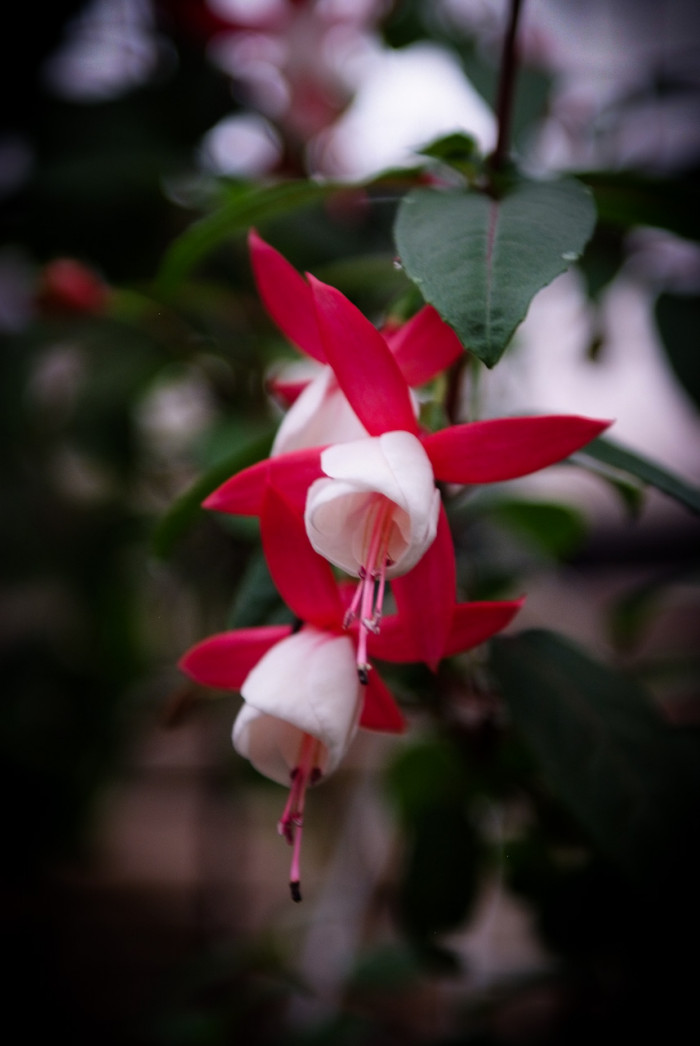 후쿠시아 - Common garden fuchsia, Fuchsia spp.