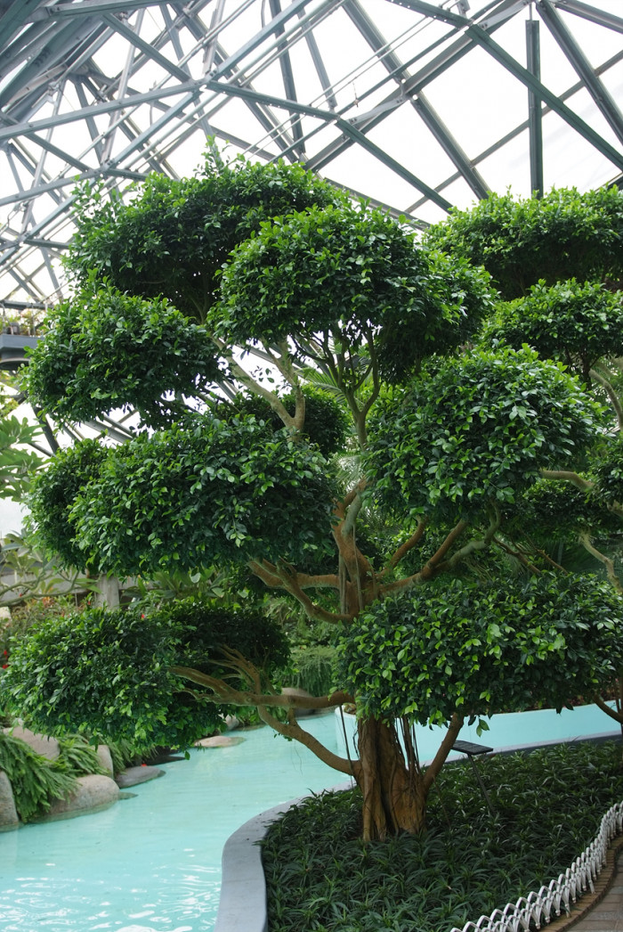 대만고무나무 - Ficus retusa