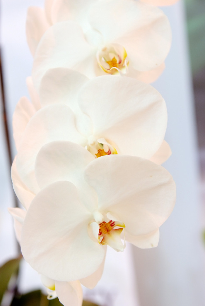 호접란 - Moth orchids, phalaenopsis