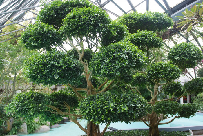 대만고무나무 - Ficus retusa
