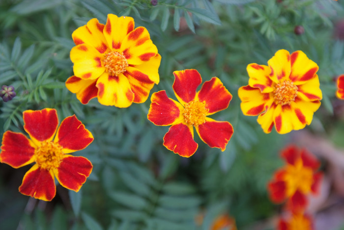 메리골드 - Marigolds, Tagetes spp.