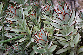 월토이 - Kalanchoe 
