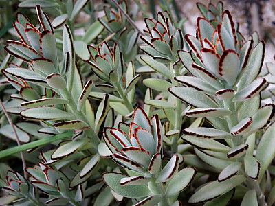 월토이 사진 - Kalanchoe \