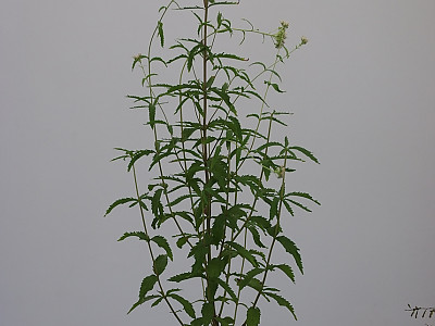 등골나물 사진 - Eupatorium chinense var Photos