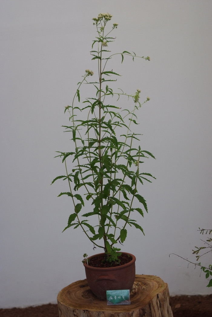 등골나물 - Eupatorium chinense var