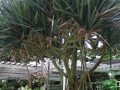 판다누스 사진 - Pandanus utilis Bory Photos