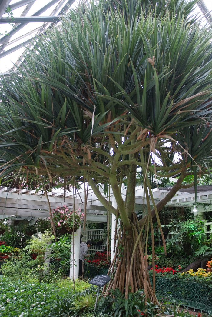 판다누스 - Common screwpine, Pandanus utilis Bory