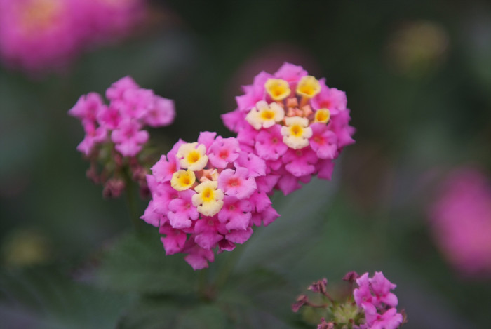 란타나 - Spanish Flag, West Indian Lantana, Lantana camara