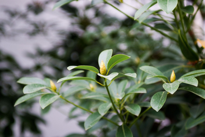 후박나무 - Machilus thunbergii