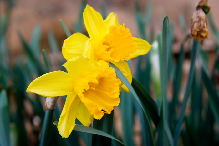 수선화 - daffodil, Narcissus tazetta var. chinensis