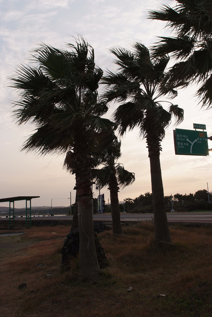 워싱턴야자 - Washington palm, California Fan Palm, Washingtonia filifera
