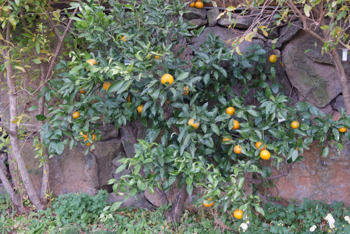 귤나무 -  , Citrus unshiu S.Marcov.