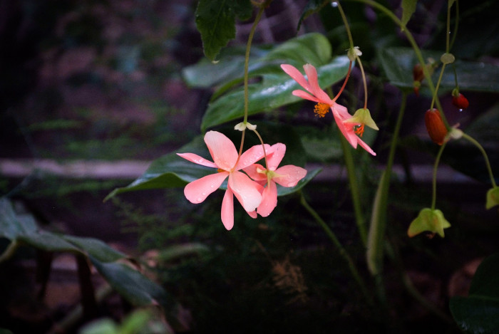 꽃베고니아 - Wax Begonias, Begonia semperflorens