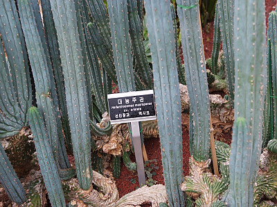 대능주관 사진 - Hellanthocereus macrogonus cv. cristata Photos