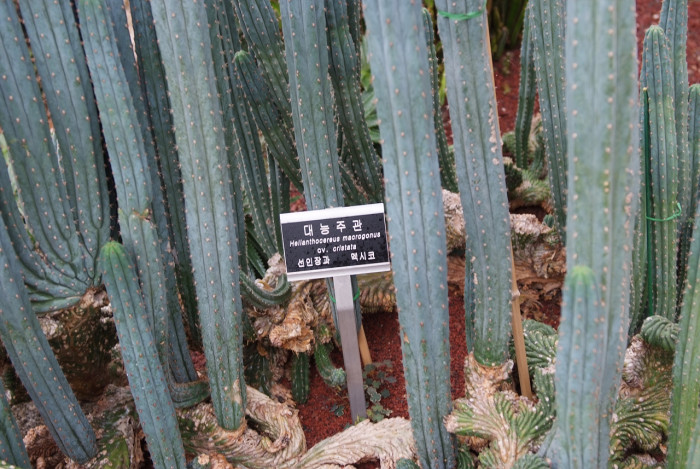 대능주관 - Hellanthocereus macrogonus cv. cristata