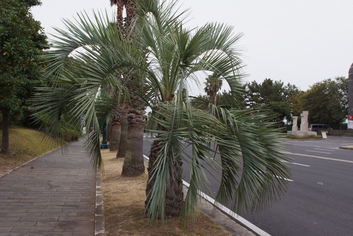 뷰티아야자 - Jelly palm, Butia odorata (Barb.Rodr.) Noblick