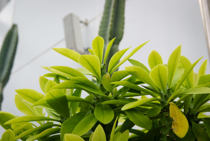 석화기린 - Euphorbia Neriifolia