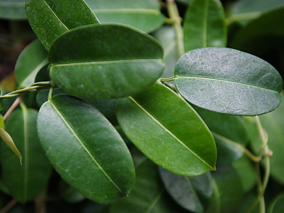 마다가스카르자스민 사진 - Stephanotis floribunda Photos
