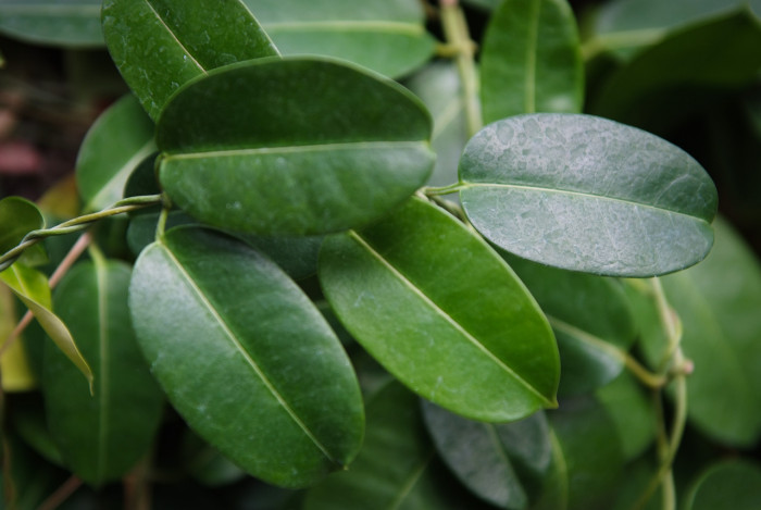 마다가스카르자스민 - Madagascar Jasmine, Stephanotis floribunda