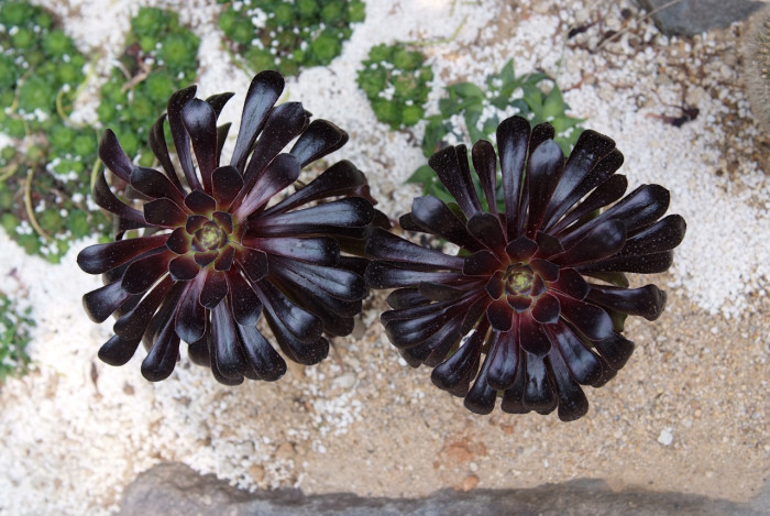 로즈흑법사 - Aeonium manriqueorum 