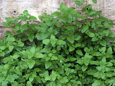 레몬밤 사진 - Lemon Balm Photos