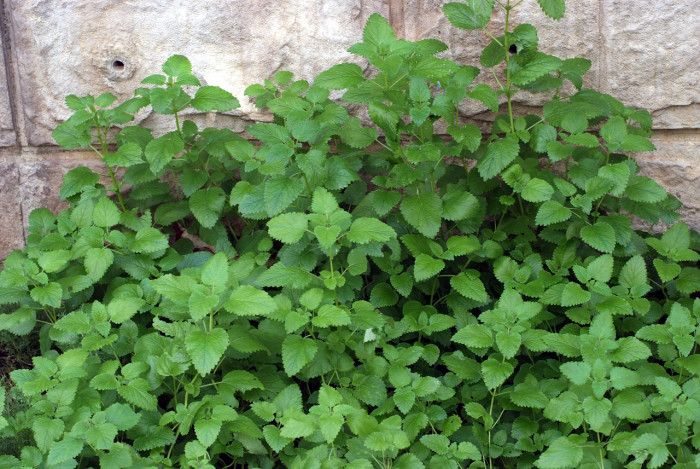 레몬밤 - Lemon Balm