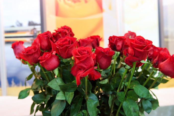장미 - Rose, Rosa hybrida
