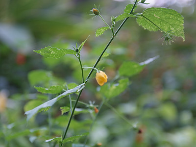 아부틸론 사진 - Abutilon megapotamicum Photos