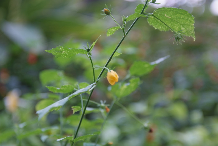 아부틸론 - Trailing Abutilon, Brazilian Abutilon, Abutilon megapotamicum