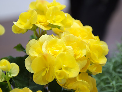 꽃베고니아 사진 - Begonia semperflorens Photos