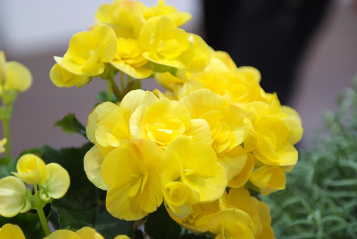 꽃베고니아 - Wax Begonias, Begonia semperflorens