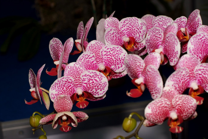 호접란 - Moth orchids, phalaenopsis