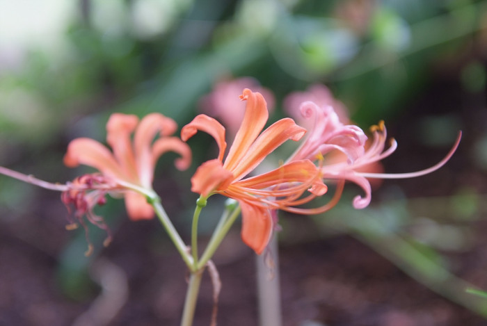 백양꽃 - Lycoris sanguinea var. koreana (Nakai) T.Koyama