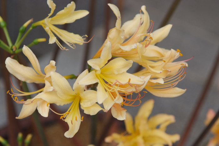 붉노랑상사화 - Lycoris flavescens M.Y.Kim & S.T.Lee