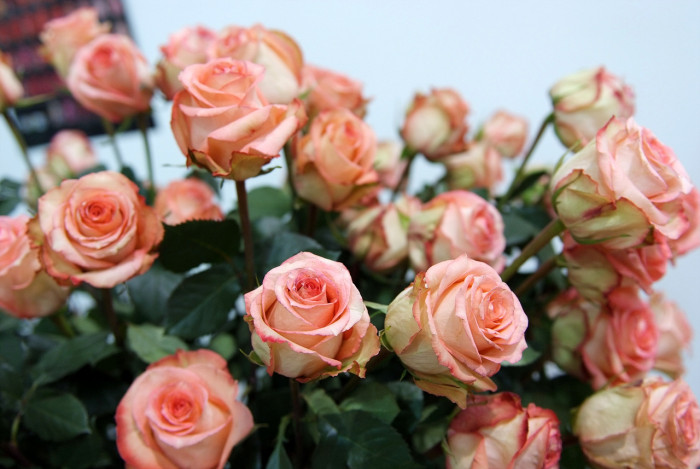 장미 - Rose, Rosa hybrida