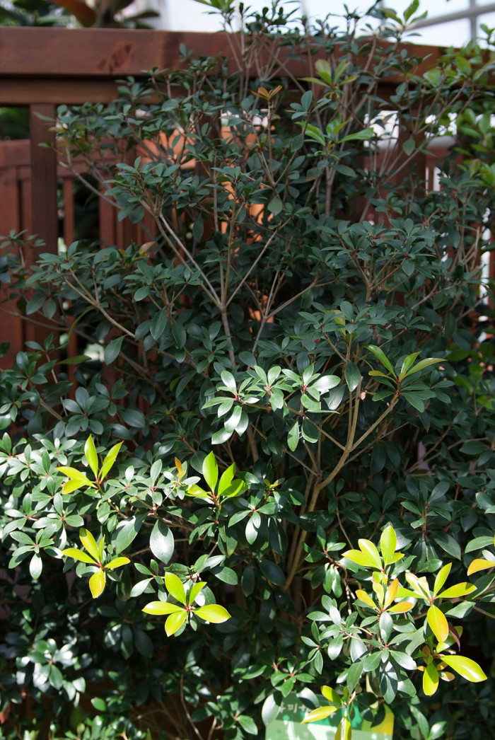 후피향나무 - Ternstroemia gymnanthera (Wight & Arn.) Sprague