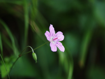 이질풀 사진 - Geranium thunbergii Siebold & Zucc. Photos