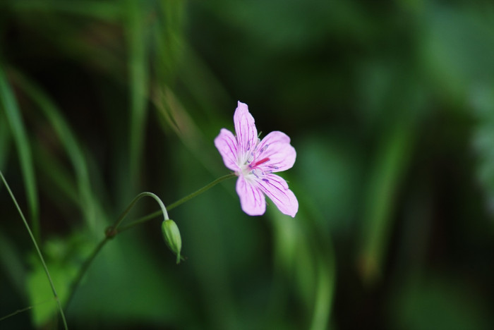 이질풀 - Geranium thunbergii Siebold & Zucc.
