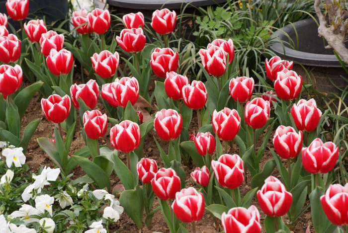 튤립 - Tulip, Tulipa gesneriana