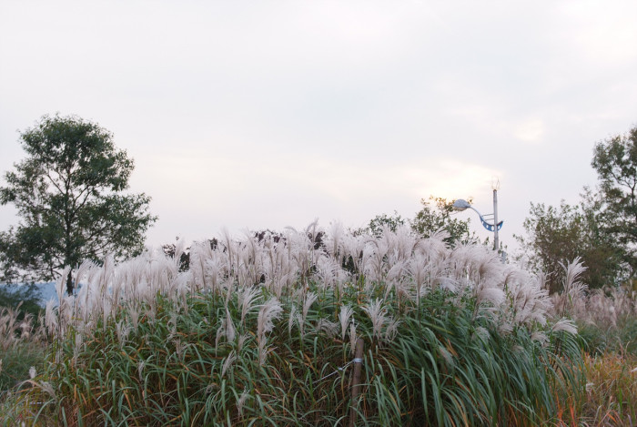 억새 - peder, Miscanthus sinensis var. purpurascens (Andersson) Rendle