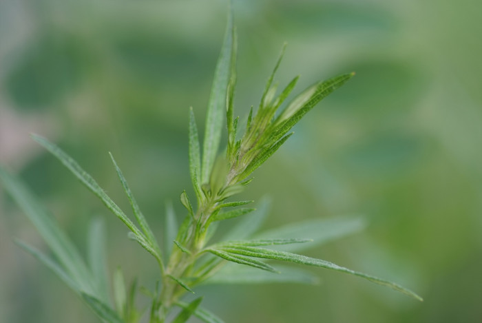 쑥 - Artemisia princeps Pamp.