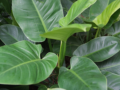 필로덴드론 구티레움 사진 - Philodendron Photos