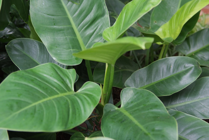 필로덴드론 구티레움 - Philodendron