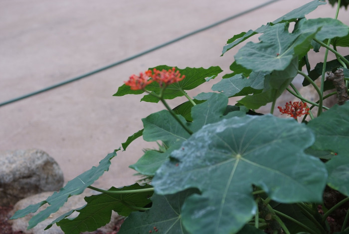 산호유동 - Jatropha podagrica Hook