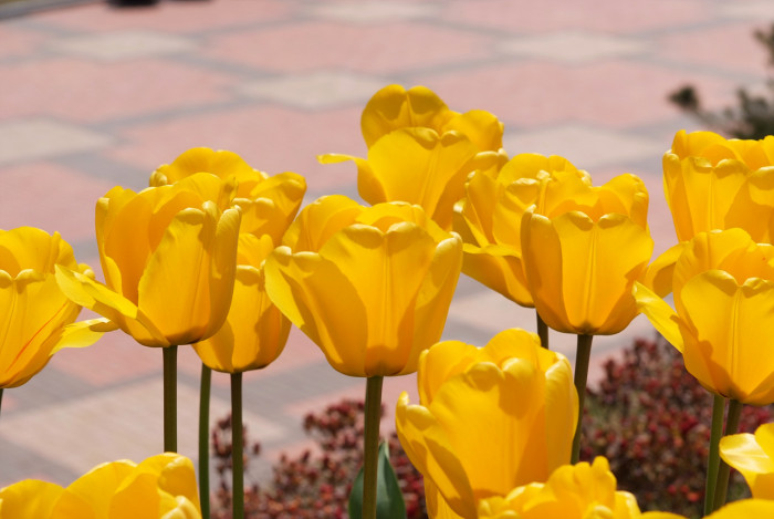 튤립 - Tulip, Tulipa gesneriana